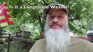 Rare Longtail Weasel sighting? Bama Savanna | E33
