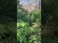 overgrown