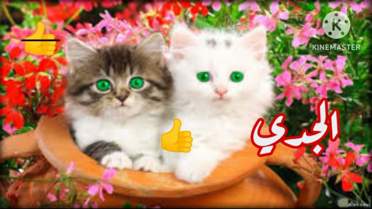 برج الجدي.. ‼️ متديش عدوك سلاحك.. وهنا ادخل وبقلب جامد 👍👍👍