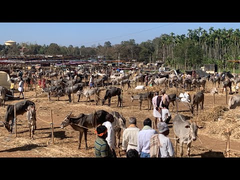 ಸಿದ್ದಗಂಗಾ ಜಾತ್ರೆ 2026 - ತುಂಬು ಪರಿಷೆ ವ್ಯಾಪಾರ ಹೇಗಿದೆ ನೋಡಿ 