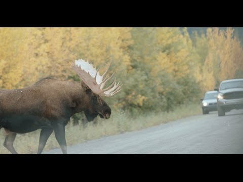 The Road Less Travelled, Yukon Episode 1- a wildlife photographer’s journey on the Dempster highway.