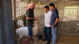 ابو صقر واقطع الحلقة الأولى(1) خروف العيد