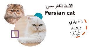 اشهر سلالات القطط المنزلية بالعالم : الفارسي الشيرازي  البريشن