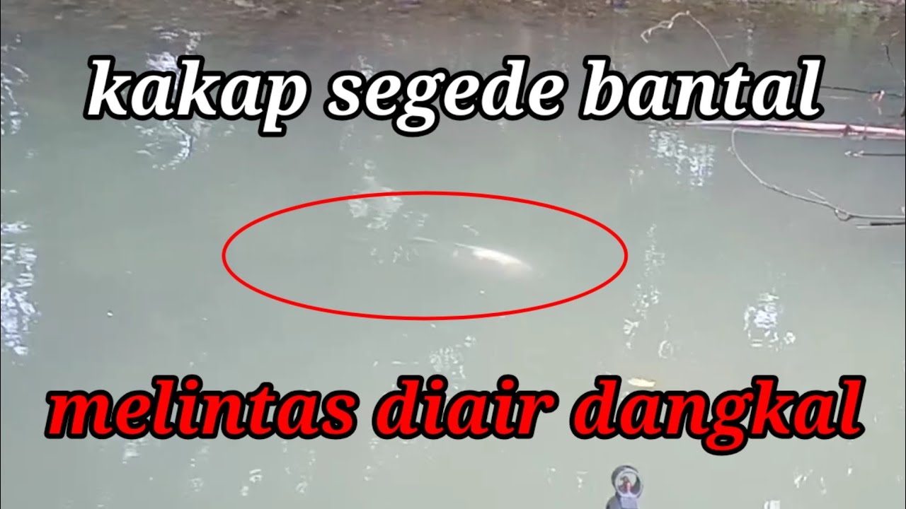 PASER IKAN ][ sepot istimewa baru turun maser langsung disambut kakap monster