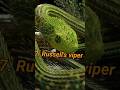 Top 10 Deadliest snake in the world 🌎 #snake ke #viral #viralvideo💯