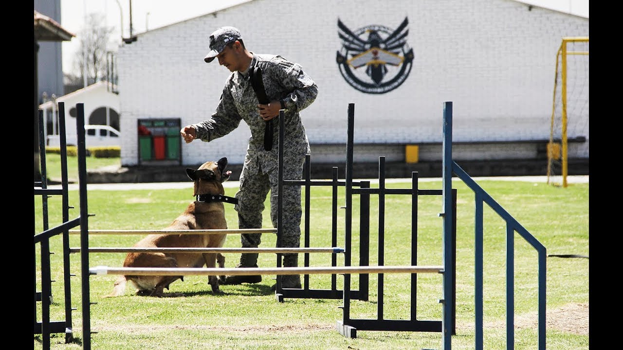 ESPECIAL ESCUELA DE INSTRUCCIÓN DE CANINOS MILITARES