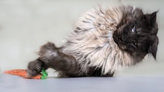 Mr. ViVo's Graceful Dance | Maine Coon - Carrot Waltz by Mr. ViVo  13,697 views 1 year ago 3 minutes, 35 seconds