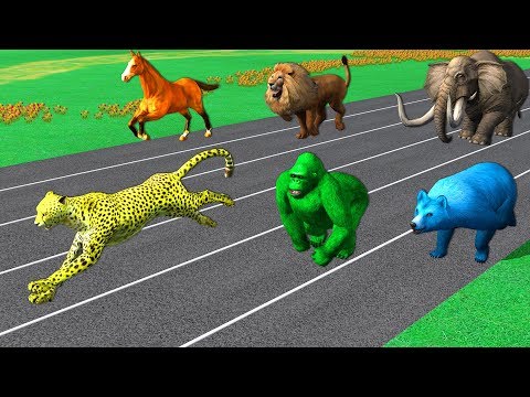 Learn Wild Animals Running Race Video For Kids - Learn Animals Names x Sounds For Children Toddlers