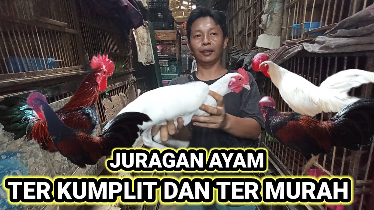 UPDATE HARGA AYAM HIAS TERBARU 2025 DI PASAR BURUNG PRAMUKA HARI INI