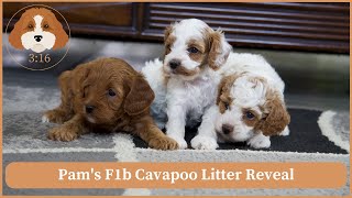 Pam's F1b Cavapoo Litter Reveal by Cavapoos 3:16 218 views 1 month ago 1 minute, 26 seconds