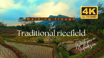 walking trough the path of ricefield || Garut west Java Indonesia [ 4k - 60fps ]