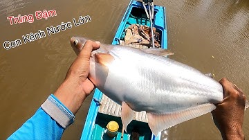Trúng Mánh Khi Kích Trong Con Kênh Nước Lớn Miền Tây | Kích Cá Miền Tây | Catch Fish