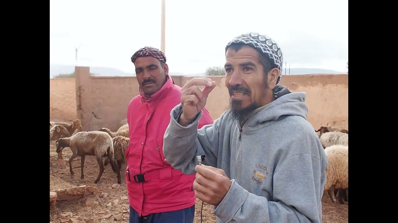 #الدغمة اجود انواع الغنم مو نها الجنوب الغربي الجزائري