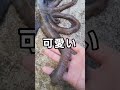 父親がタコを釣ってきたので美味しくいただく #shorts