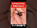 毒グモ『セアカゴケグモ』にかまれるとこうなる