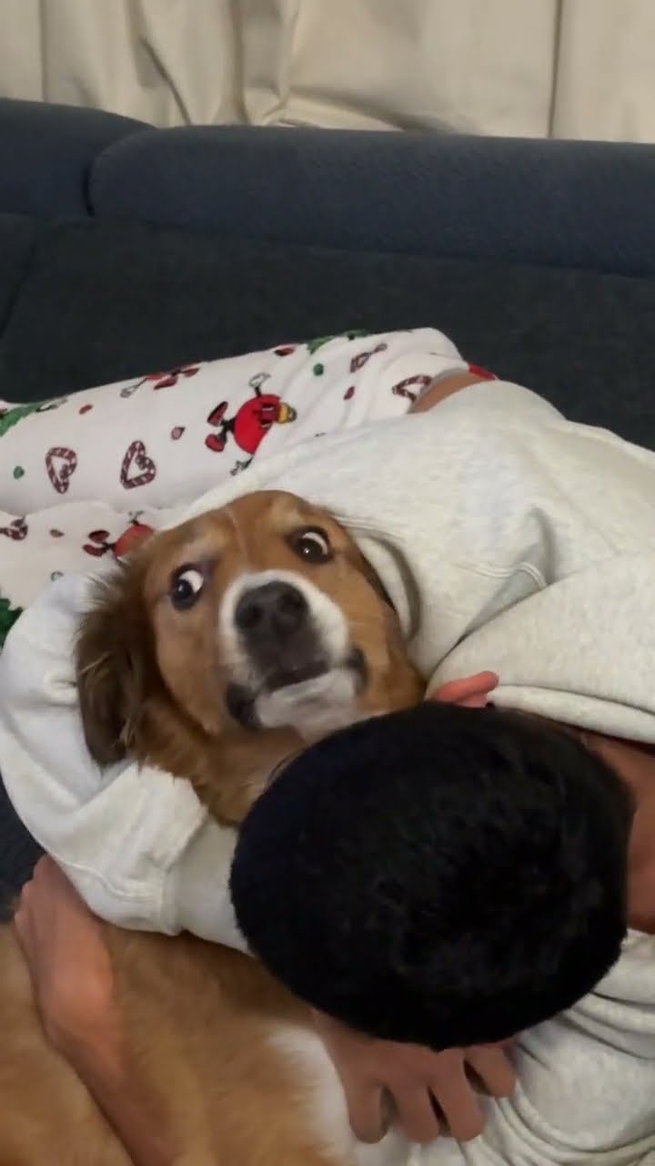 Doggo is Unsure About Hugs || ViralHog