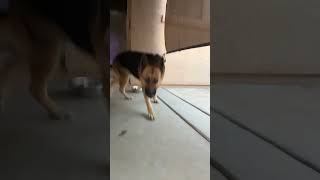 ping-pong, wing wing ping ping-pong