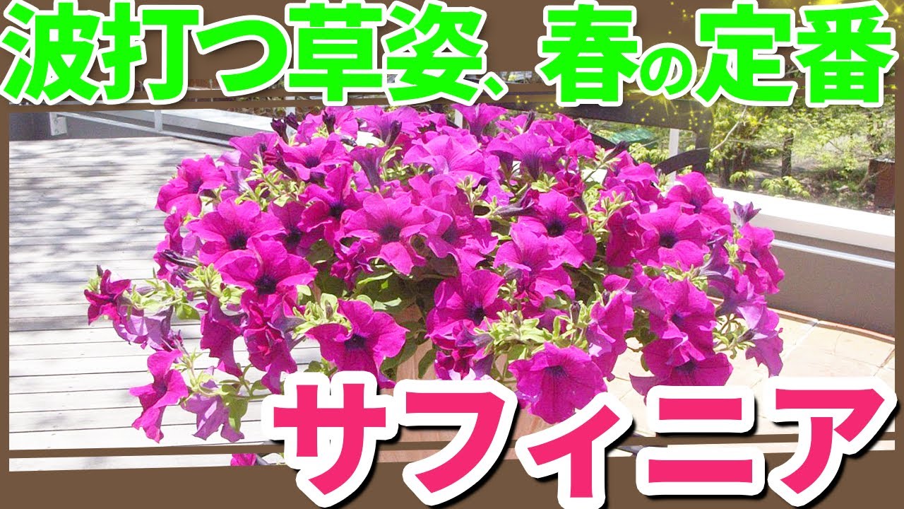 22年春夏おすすめ商品 サフィニア Youtube