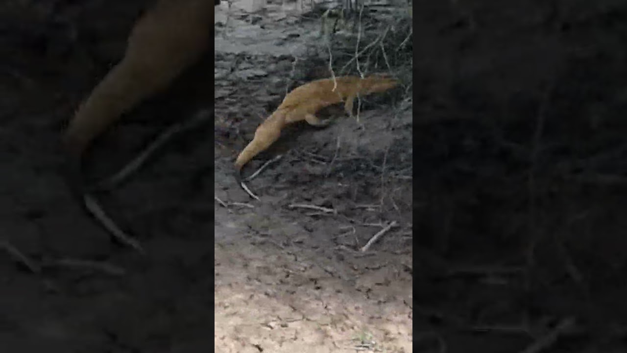 Check out the Tail of Desert Monitor. 