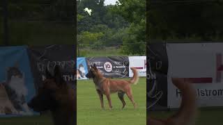 DMC IGP Championat 2026