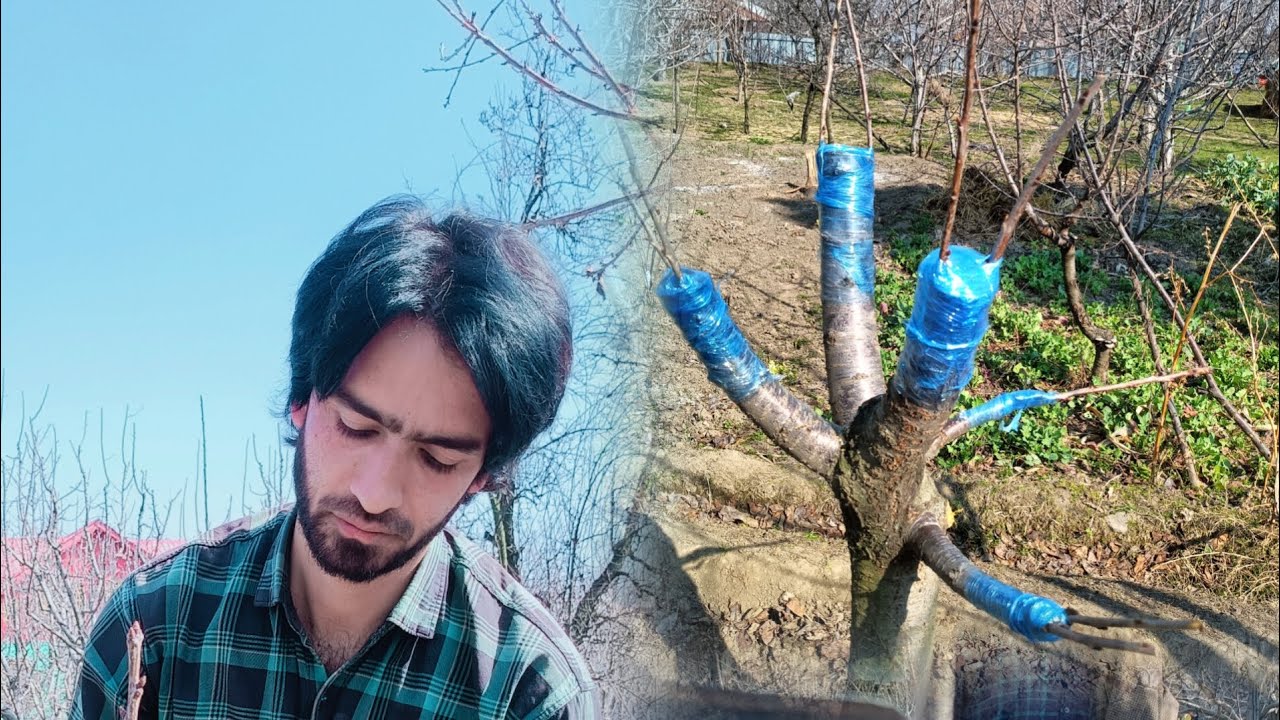 Old Cherry Trees Converted into Holland 🍒Variety by Top Grafting 🍒🍒