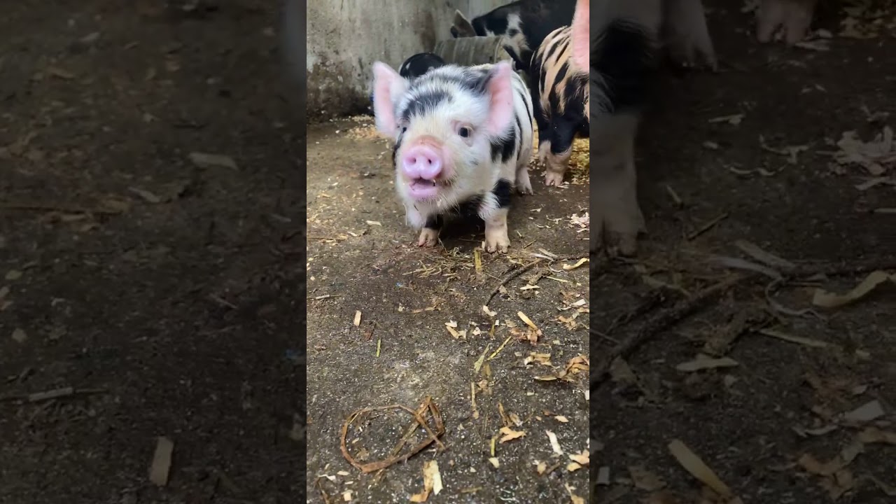 Cute Kune Kune piglets