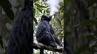 A Black Howler Monkey perched on a high jungle branch,#spidermonkey #monkey #snow #fog #snowmonkey