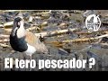 El Tero Pescador ??