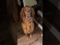 #doglife #dog #pets #love