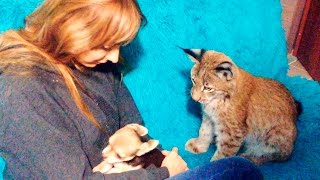Рысь Ханна пытается подружиться с новой собакой Рысь Ханна пытается подружиться с новой собакой