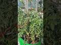my terrace garden #terracegardenindia #nature #gardenplants #plantsofindia
