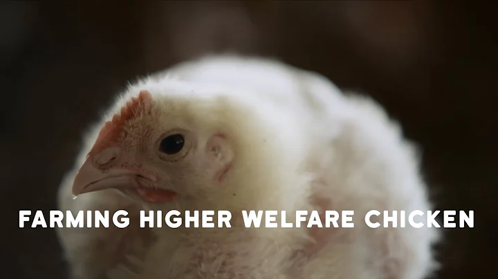 RSPCA Approved Good Food Series: Farming higher welfare chicken