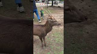 Boy gets hit by horn at Nara Deer Park, Nara, Japan
