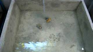 DSCF6077.AVI