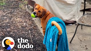 My Anxious Dog Takes His Favorite Blue Blanket Everywhere He Goes | The Dodo