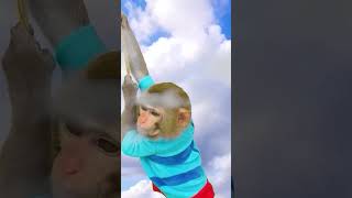 Monkey Baby Shark | Nursery Rhymes & Kids Songs |Bobby Kids Songs #monkey #monkeybaby #animalshome