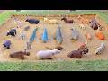 Sea Creatures Need Help! Farm and Safari Animals Stuck in the Mud Ground