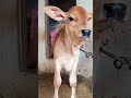cow sound | #cow | #asmr | #nature | wild | sad | crazy