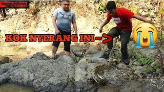 SERANGAN CEPAT PYTHON MOLURUS