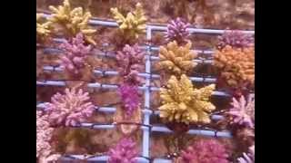Cultured Coral Farm (Part 6)