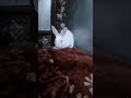 Bunny on bed and curious viral pets animals bunny rabbit funny ytshorts shorts reels