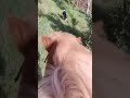 Riding free horseriding icelandichorse islandpferd reiten reitbegleithund bordercollie dog