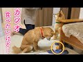 誕生日プレゼントを守るも大好きなカツオを目の前に心が揺れる柴犬