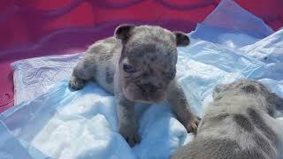 John Doe ×  Baby D litter 3 weeks old #frenchbulldog #subscribe