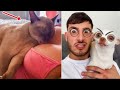 Funniest Cats And Dogs-#4 - Priceless Reactions😂 -TikTok Pet City