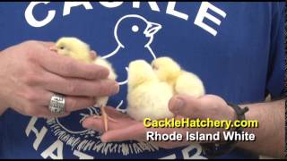 Rhode Island White Chickens - Baby Chicks For Sale