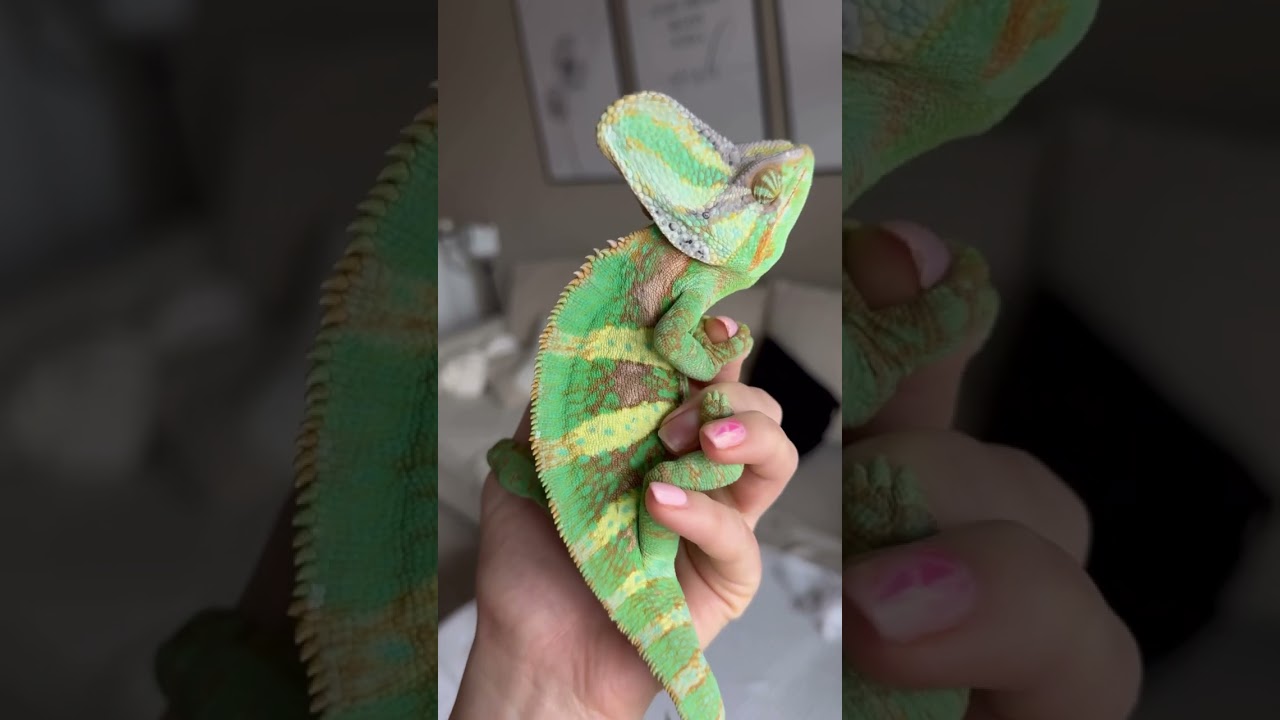 Часть 2. Удивительные особенности хамелеона. Смена цвета. Как это происходит на самом деле?