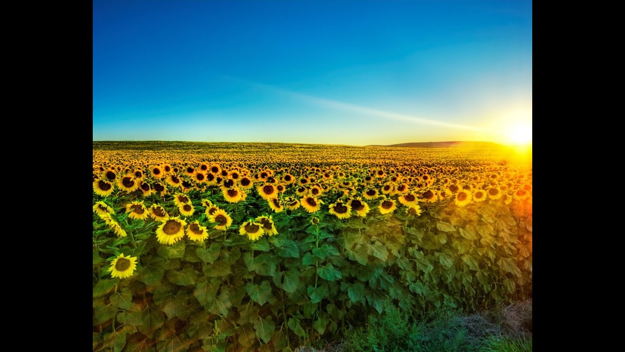 §29 "Зональная специализация сельского хозяйства", География 9 класс ...