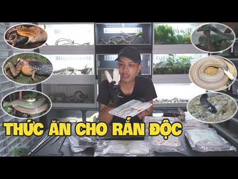 Video: Rắn ăn Gì?