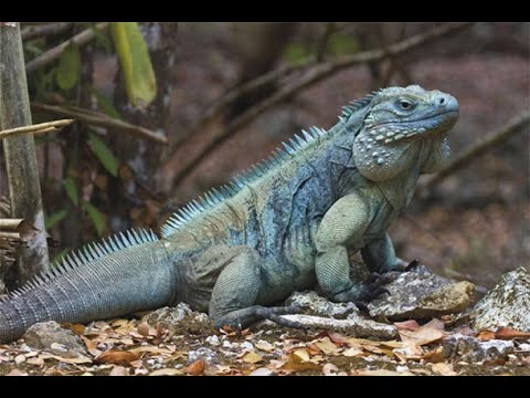 Vidéo: Iguane Vert - Iguana Iguana Reptile Race Hypoallergénique, Santé Et Durée De Vie